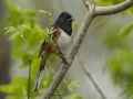 Eastern Towhee - Dunbar Cave SP, Clarksville, Montgomery County, Tennessee, April 12 2024