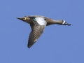 Blue-winged Teal - Lake Barkley Wildlife Management Area - Dover, Stewart County, Tennessee, April 8, 2024