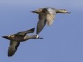 Blue-winged Teal - Lake Barkley Wildlife Management Area - Dover, Stewart County, Tennessee, April 8, 2024