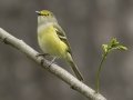 White-eyed Vireo - Barkley Wildlife Management Area - Stewart County - TN, April 19, 2024
