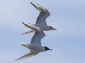 Bonaparte's Gull - Lake Barkley Wildlife Management Area - Dover, Stewart County, Tennessee, April 8, 2024