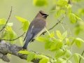 Cedar Waxwing - Dunbar Cave SP, Clarksville, Montgomery County, Tennessee, April 12 2024