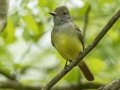 Great Crested Flycatcher - Barkley Wildlife Management Area - Stewart County - TN, April 19, 2024