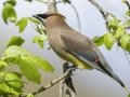 Cedar Waxwing - Dunbar Cave SP, Clarksville, Montgomery County, Tennessee, April 12 2024
