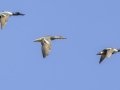 Northern Shovelers - Lake Barkley Wildlife Management Area - Dover, Stewart County, Tennessee, April 8, 2024