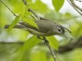 Warbling Vireo - Barkley Wildlife Management Area - Stewart County - TN, April 19, 2024
