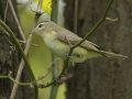 Warbling Vireo - Barkley Wildlife Management Area - Stewart County - TN, April 19, 2024