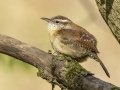 Carolina Wren - Dunbar Cave SP, Clarksville, Montgomery County, Tennessee, April 12 2024