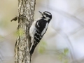 Downy Woodpecker (female) - Dunbar Cave SP, Clarksville, Montgomery County, Tennessee, April 12 2024