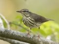 Louisiana Waterthrush - Dunbar Cave SP, Clarksville, Montgomery County, Tennessee, April 12 2024