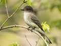 Eastern Phoebe - Dunbar Cave SP, Clarksville, Montgomery County, Tennessee, April 12 2024