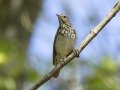 Hermit Thrush - Lake Barkley Wildlife Management Area - Dover, Stewart County, Tennessee, April 8, 2024