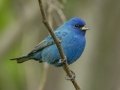 Indigo Bunting - Barkley Wildlife Management Area - Stewart County - TN, April 19, 2024