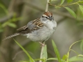 Chipping Sparrow - Barkley Wildlife Management Area - Stewart County - TN, April 19, 2024