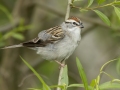 Chipping Sparrow - Barkley Wildlife Management Area - Stewart County - TN, April 19, 2024