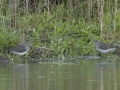 Solitary Sandpipers - Dunbar Cave SP, Clarksville, Montgomery County, Tennessee, April 12 2024