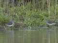 Solitary Sandpipers - Dunbar Cave SP, Clarksville, Montgomery County, Tennessee, April 12 2024