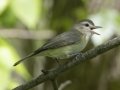 Warbling Vireo - Barkley Wildlife Management Area - Stewart County - TN, April 20, 2024