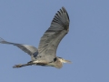 Great Blue Heron - Lake Barkley Wildlife Management Area - Dover, Stewart County, Tennessee, April 8, 2024
