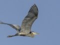 Great Blue Heron - Lake Barkley Wildlife Management Area - Dover, Stewart County, Tennessee, April 8, 2024
