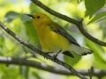 Prothonotary Warbler - Barkley Wildlife Management Area - Stewart County - TN, April 20, 2024