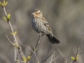 Red-winged Blackbird (female) - Lake Barkley Wildlife Management Area - Dover, Stewart County, Tennessee, April 8, 2024