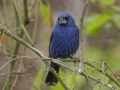 Blue Grosbeak -  Barkley Wildlife Management Area - Stewart County - TN, April 20, 2024