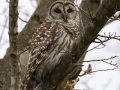 Barred Owl - 526 Idlewood Dr, Clarksville - Montgomery County - Tennessee, April 4, 2024