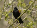 Red-winged Blackbird (male) - Lake Barkley Wildlife Management Area - Dover, Stewart County, Tennessee, April 8, 2024