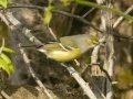 White-eyed Vireo - Lake Barkley Wildlife Management Area - Dover, Stewart County, Tennessee, April 8, 2024