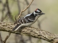 Downy Woodpecker - Lake Barkley Wildlife Management Area - Dover, Stewart County, Tennessee, April 8, 2024