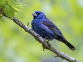 Blue Grosbeak -  Barkley Wildlife Management Area - Stewart County - TN, April 20, 2024
