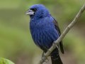 Blue Grosbeak -  Barkley Wildlife Management Area - Stewart County - TN, April 20, 2024