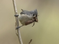 Tufted Titmouse with Nesting Material - Dunbar Cave SP, Clarksville, Montgomery County, Tennessee, April 5 2024