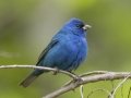 Indigo Bunting - Barkley Wildlife Management Area - Stewart County - TN, April 20, 2024