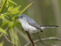 Blue-gray Gnatcatcher - Lake Barkley Wildlife Management Area - Dover, Stewart County, Tennessee, April 8, 2024