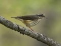 Louisiana Waterthrush - Lake Barkley Wildlife Management Area, Dover - Stewart County - Tennessee - April 15, 2024