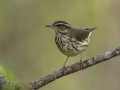 Louisiana Waterthrush - Lake Barkley Wildlife Management Area, Dover - Stewart County - Tennessee - April 15, 2024