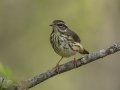 Louisiana Waterthrush - Lake Barkley Wildlife Management Area, Dover - Stewart County - Tennessee - April 15, 2024