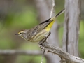 Palm Warbler - Barkley Wildlife Management Area - Stewart County - TN, April 20, 2024