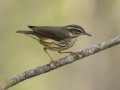 Louisiana Waterthrush - Lake Barkley Wildlife Management Area, Dover - Stewart County - Tennessee - April 15, 2024