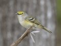 White-eyed Vireo - Barkley Wildlife Management Area - Stewart County - TN, April 20, 2024