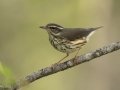 Louisiana Waterthrush - Lake Barkley Wildlife Management Area, Dover - Stewart County - Tennessee - April 15, 2024