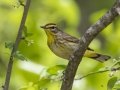 Palm Warbler - Barkley Wildlife Management Area - Stewart County - TN, April 20, 2024