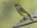 White-eyed Vireo - Lake Barkley Wildlife Management Area, Dover - Stewart County - Tennessee - April 15, 2024