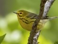 Prairie  Warbler - Barkley Wildlife Management Area - Stewart County - TN, April 20, 2024
