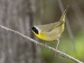 Common Yellowthroat -  Barkley Wildlife Management Area - Stewart County - TN, April 20, 2024