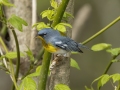 Northern Parula - Lake Barkley Wildlife Management Area - Dover, Stewart County, Tennessee, April 8, 2024