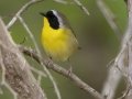Common Yellowthroat -  Barkley Wildlife Management Area - Stewart County - TN, April 20, 2024
