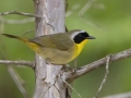 Common Yellowthroat -  Barkley Wildlife Management Area - Stewart County - TN, April 20, 2024